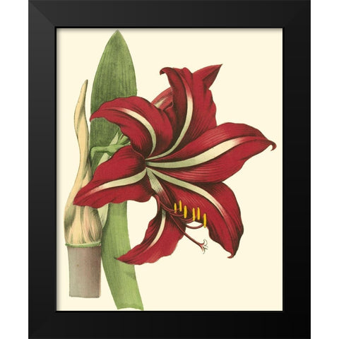 Amaryllis I Black Modern Wood Framed Art Print by Hogg