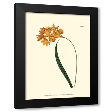 Fiery Florals IV Black Modern Wood Framed Art Print by Curtis