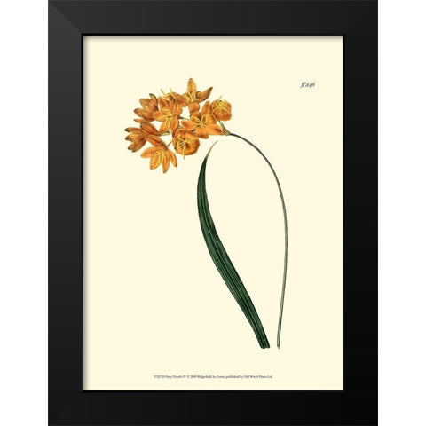 Fiery Florals IV Black Modern Wood Framed Art Print by Curtis