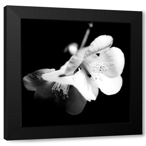 Quince Blossoms I Black Modern Wood Framed Art Print by Stramel, Renee W.