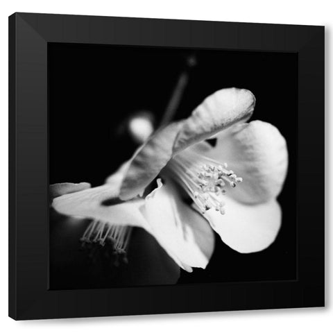 Quince Blossoms II Black Modern Wood Framed Art Print with Double Matting by Stramel, Renee W.