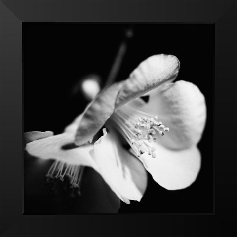 Quince Blossoms II Black Modern Wood Framed Art Print by Stramel, Renee W.
