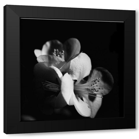 Quince Blossoms III Black Modern Wood Framed Art Print by Stramel, Renee W.