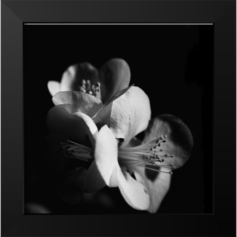 Quince Blossoms III Black Modern Wood Framed Art Print by Stramel, Renee W.