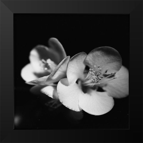Quince Blossoms IV Black Modern Wood Framed Art Print by Stramel, Renee W.