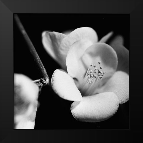 Quince Blossoms V Black Modern Wood Framed Art Print by Stramel, Renee W.