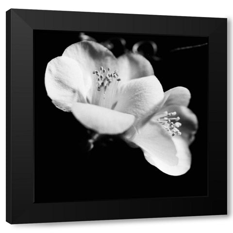 Quince Blossoms VI Black Modern Wood Framed Art Print with Double Matting by Stramel, Renee W.