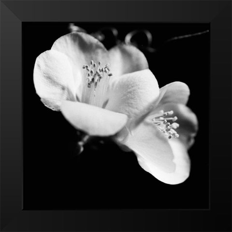 Quince Blossoms VI Black Modern Wood Framed Art Print by Stramel, Renee W.