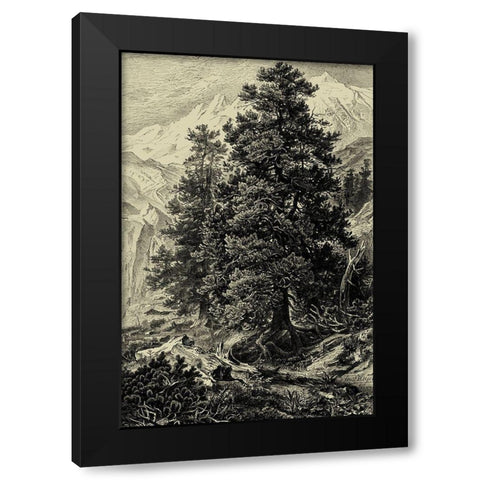 Arolla Pine Black Modern Wood Framed Art Print by Heyn, Ernst