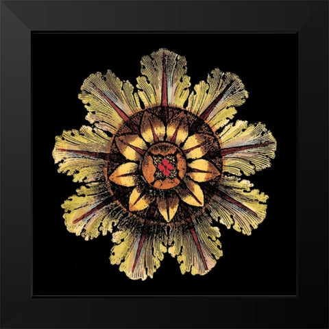 Rosette on Black IV Black Modern Wood Framed Art Print by Antonini, Da Carlo