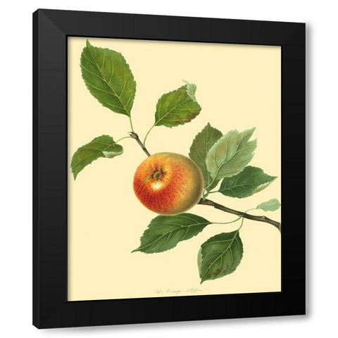 The Orange Pippin Black Modern Wood Framed Art Print with Double Matting by Unknown