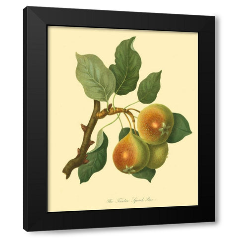 The Teinton Squash Pear Black Modern Wood Framed Art Print by Unknown
