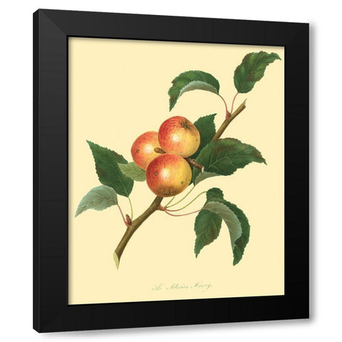 The Siberian Harvey Black Modern Wood Framed Art Print with Double Matting by Unknown