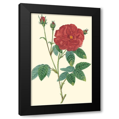 Crimson Beauty I Black Modern Wood Framed Art Print by Turpin
