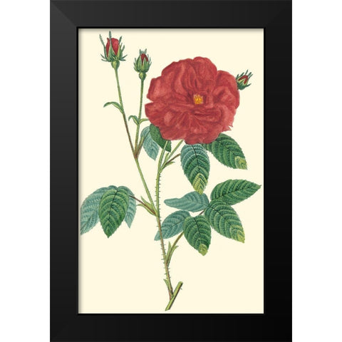 Crimson Beauty I Black Modern Wood Framed Art Print by Turpin