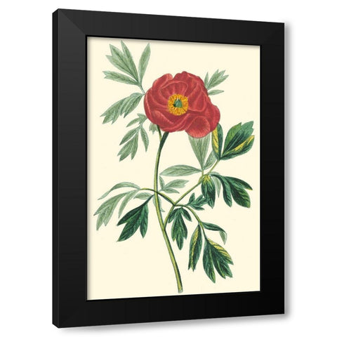 Crimson Beauty III Black Modern Wood Framed Art Print with Double Matting by Turpin