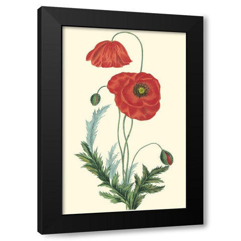 Crimson Beauty IV Black Modern Wood Framed Art Print with Double Matting by Turpin
