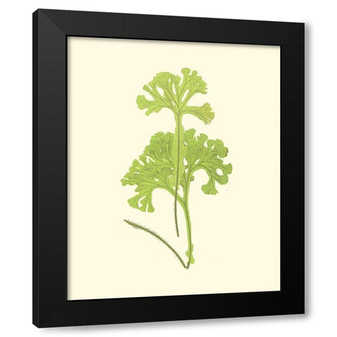 Woodland Ferns III Black Modern Wood Framed Art Print by Lowe, E. J.