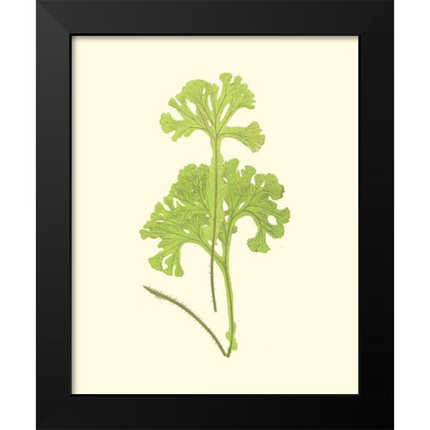 Woodland Ferns III Black Modern Wood Framed Art Print by Lowe, E. J.
