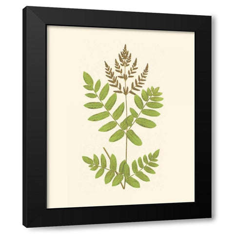 Woodland Ferns VII Black Modern Wood Framed Art Print with Double Matting by Lowe, E. J.