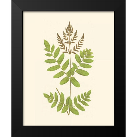 Woodland Ferns VII Black Modern Wood Framed Art Print by Lowe, E. J.