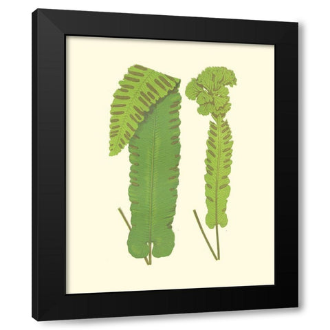 Woodland Ferns VIII Black Modern Wood Framed Art Print with Double Matting by Lowe, E. J.