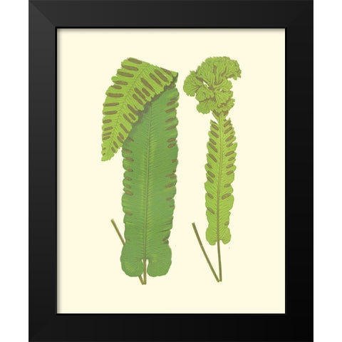 Woodland Ferns VIII Black Modern Wood Framed Art Print by Lowe, E. J.
