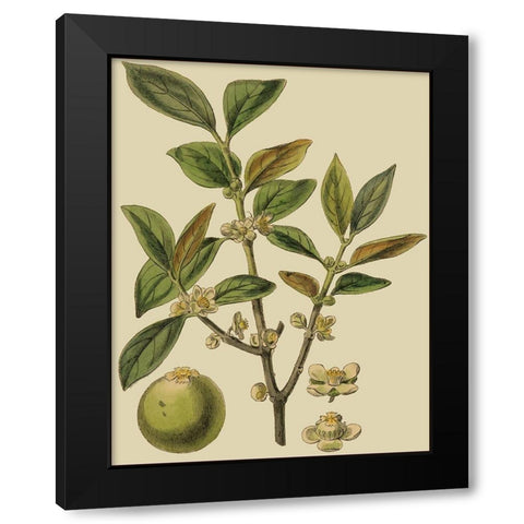 Fitch Leaves on Khaki I (PS) Black Modern Wood Framed Art Print with Double Matting by Fitch, J.N.