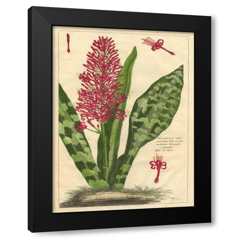 Fleur De Rouge I Black Modern Wood Framed Art Print with Double Matting by Unknown