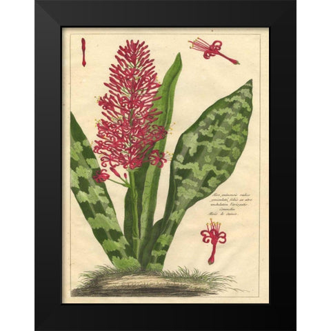 Fleur De Rouge I Black Modern Wood Framed Art Print by Unknown
