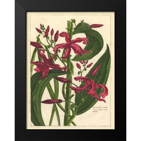 Fleur De Rouge III Black Modern Wood Framed Art Print by Unknown