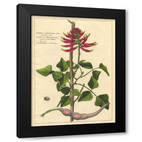 Fleur De Rouge IV Black Modern Wood Framed Art Print by Unknown