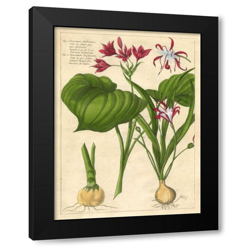 Fleur De Rouge V Black Modern Wood Framed Art Print by Unknown
