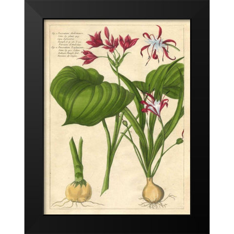 Fleur De Rouge V Black Modern Wood Framed Art Print by Unknown