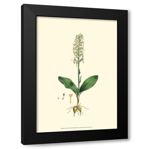 Curtis Garden II Black Modern Wood Framed Art Print with Double Matting by Curtis
