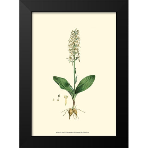 Curtis Garden II Black Modern Wood Framed Art Print by Curtis