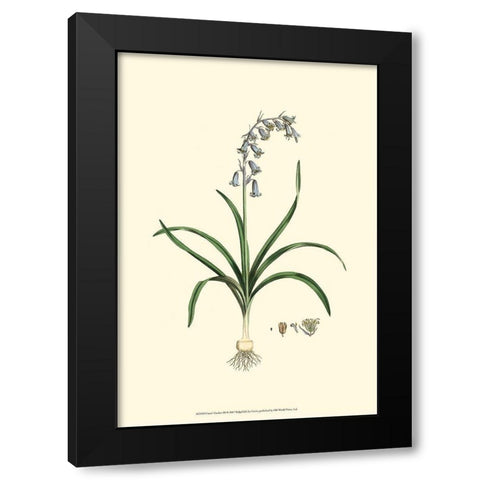 Curtis Garden III Black Modern Wood Framed Art Print by Curtis