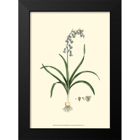Curtis Garden III Black Modern Wood Framed Art Print by Curtis