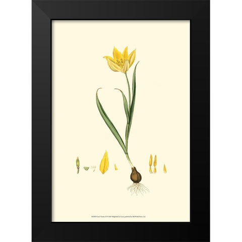 Curtis Garden IV Black Modern Wood Framed Art Print by Curtis