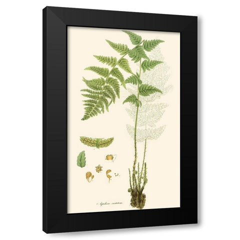 Curtis Ferns I Black Modern Wood Framed Art Print with Double Matting by Curtis