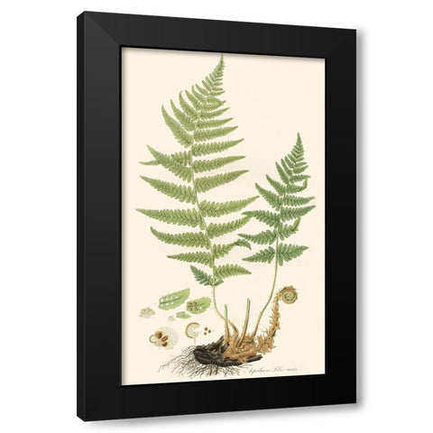Curtis Ferns II Black Modern Wood Framed Art Print with Double Matting by Curtis