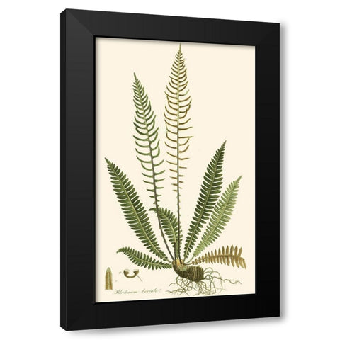 Curtis Ferns III Black Modern Wood Framed Art Print by Curtis