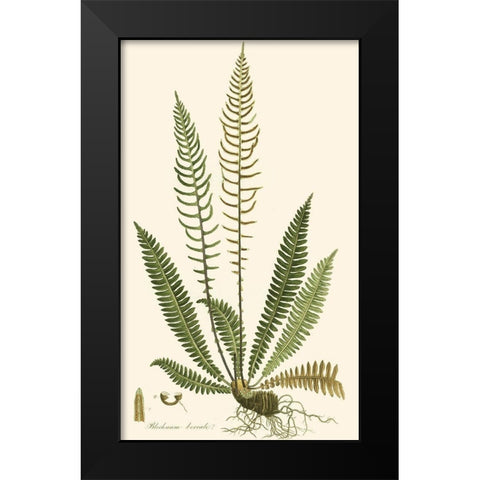 Curtis Ferns III Black Modern Wood Framed Art Print by Curtis