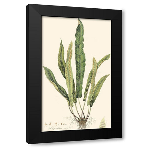 Curtis Ferns IV Black Modern Wood Framed Art Print by Curtis