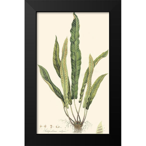 Curtis Ferns IV Black Modern Wood Framed Art Print by Curtis