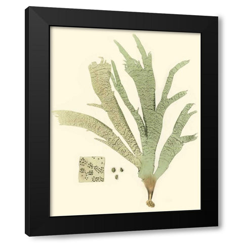 Marine Algae I Black Modern Wood Framed Art Print by Curtis