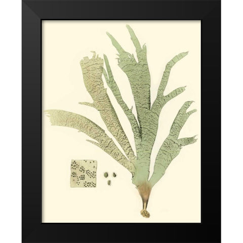 Marine Algae I Black Modern Wood Framed Art Print by Curtis