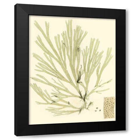 Marine Algae II Black Modern Wood Framed Art Print with Double Matting by Curtis