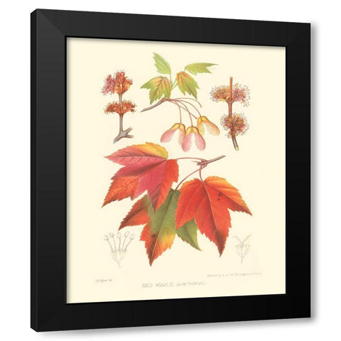 Red Maple Black Modern Wood Framed Art Print by Sprague