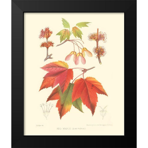 Red Maple Black Modern Wood Framed Art Print by Sprague